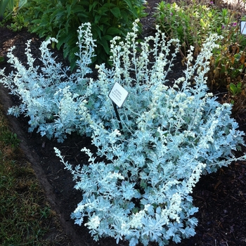 Artemisia stelleriana 'Silver Brocade' (084446)
