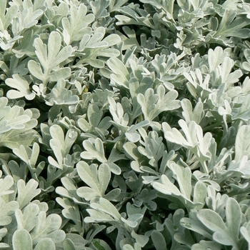 Artemisia stelleriana 'Silver Brocade' (084447)