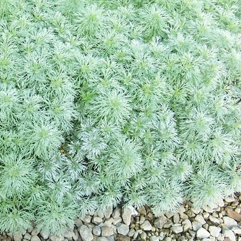 Artemisia schmidtiana 'Silver Mound' (084448)