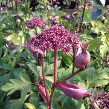 Angelica gigas '' (084525)