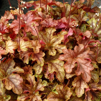 Heucherella Cascade™ 'Autumn' (084546)