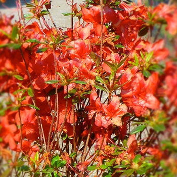 Rhododendron Gable hybrid 'Stewartstonian' (084587)