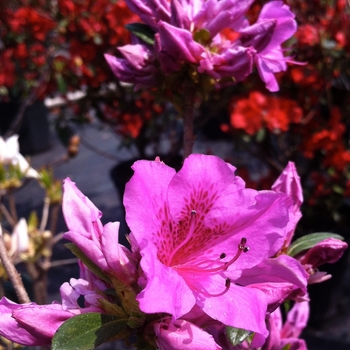 Rhododendron Gable Hybrid 'Herbert' (084592)