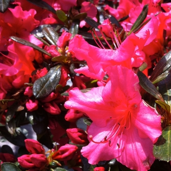 Rhododendron Girard hybrid 'Girard's Rose' (084594)