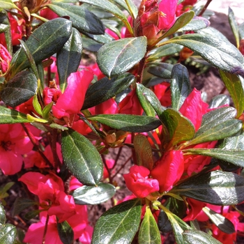 Rhododendron Girard hybrid 'Girard's Rose' (084595)