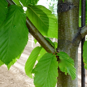 Betula alleghaniensis '' (084699)