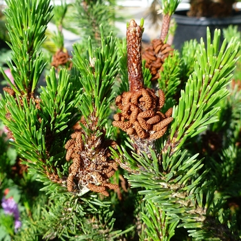 Pinus contorta 'Spaan's Dwarf' (084748)