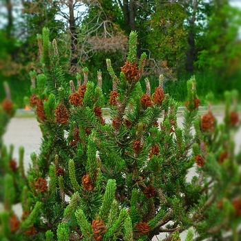 Pinus contorta 'Spaan's Dwarf' (084749)