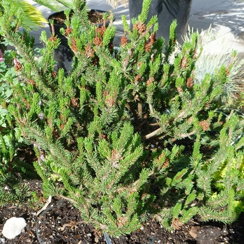 Pinus contorta 'Spaan's Dwarf' (084750)