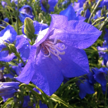 Campanula persicifolia 'Blue-Eyed Blonde' (084820)