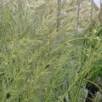 Calamagrostis acutiflora 'Eldorado' (084841)