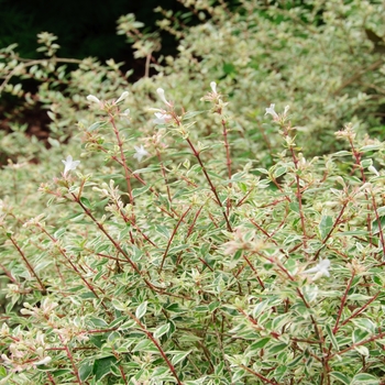 Abelia x grandiflora 'Confetti®' (084846)