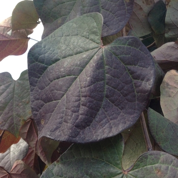 Cercis canadensis 'Ruby Falls' (084954)