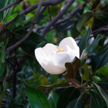Magnolia grandiflora '' (085157)