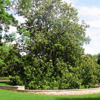 Magnolia grandiflora '' (085158)