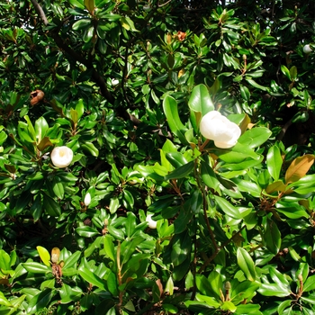 Magnolia grandiflora '' (085159)