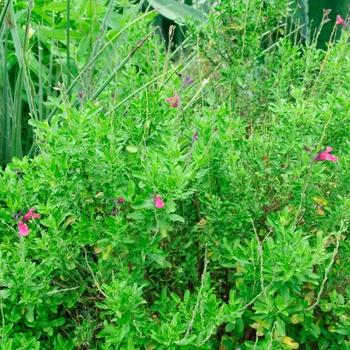 Salvia greggii Mirage™ 'Pink' (085432)