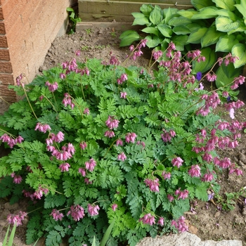 Dicentra 'Luxuriant' (085637)