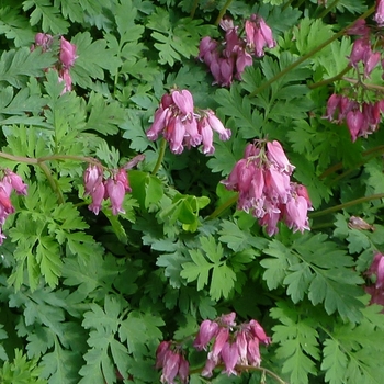 Dicentra 'Luxuriant' (085638)