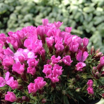 Dianthus microlepis '' (085644)