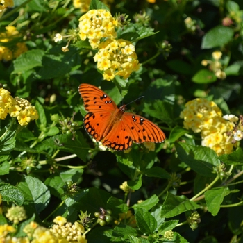 Attracts Butterflies '' (085784)