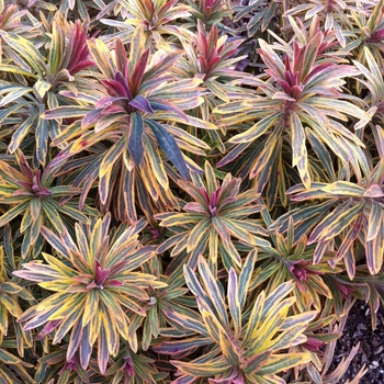 Euphorbia x martinii Sahara™ 'Ascot Rainbow' (086084)