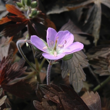 Geranium maculatum 'Elizabeth Ann' (086098)