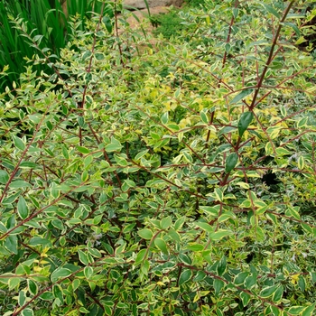Abelia x grandiflora 'Twist of Lime™' (086621)