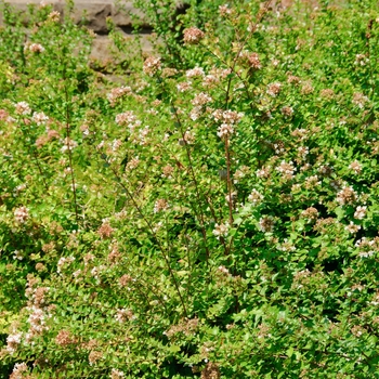 Abelia x chinensis 'Rose Creek' (086653)