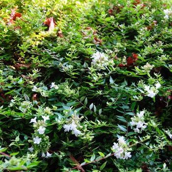 Abelia x grandiflora 'Sherwoodii' (086705)
