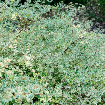 Abelia x grandiflora 'Twist of Lime™' (086727)