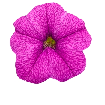 Calibrachoa Superbells® 'Garden Rose' (087929)
