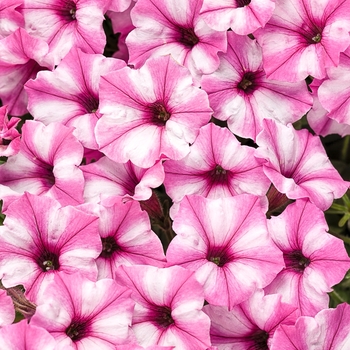Petunia Supertunia® 'Pink Star Charm' (088174)