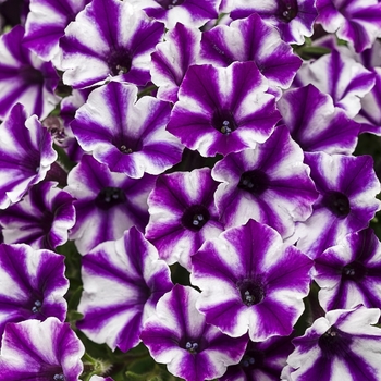 Petunia Supertunia® 'Violet Star Charm' (088181)