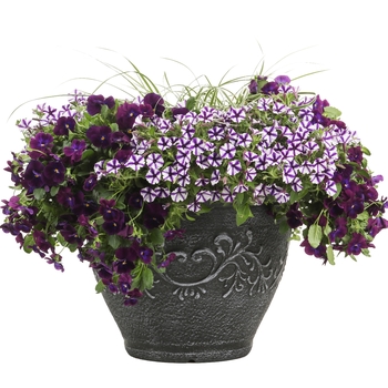Petunia Supertunia® 'Violet Star Charm' (088185)
