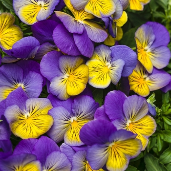 Viola x wittrockiana Anytime® 'Iris' (088922)