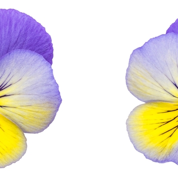 Viola x wittrockiana Anytime® 'Iris' (088925)