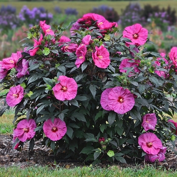 Hibiscus Summerific® 'Berry Awesome' (088950)