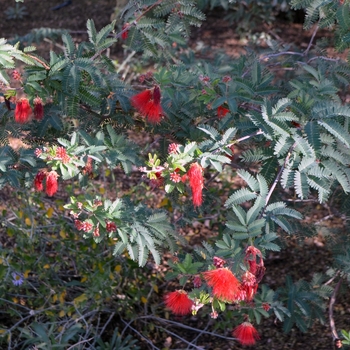 Calliandra californica '' (089005)