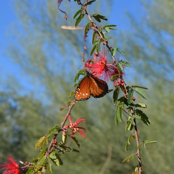 Calliandra californica '' (089007)