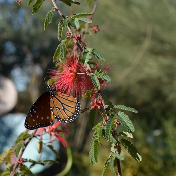 Calliandra californica '' (089008)