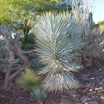 Yucca rigida '' (089018)