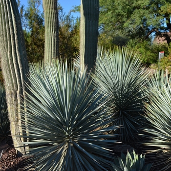 Yucca rigida '' (089021)