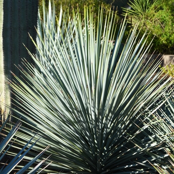 Yucca rigida '' (089024)