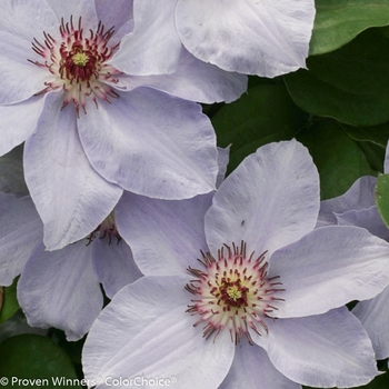 Clematis 'Still Waters™' (089045)