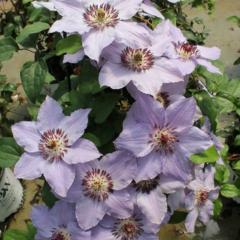 Clematis 'Still Waters™' (089046)