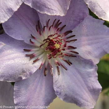 Clematis 'Still Waters™' (089048)