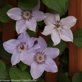 Clematis 'Still Waters™' (089049)