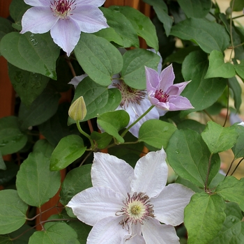 Clematis 'Still Waters™' (089051)