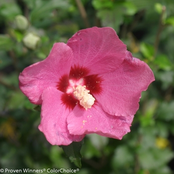 Hibiscus syriacus 'Lil' Kim® Red' (089087)